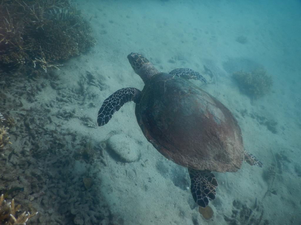Great Keppel Island Holiday Village エクステリア 写真